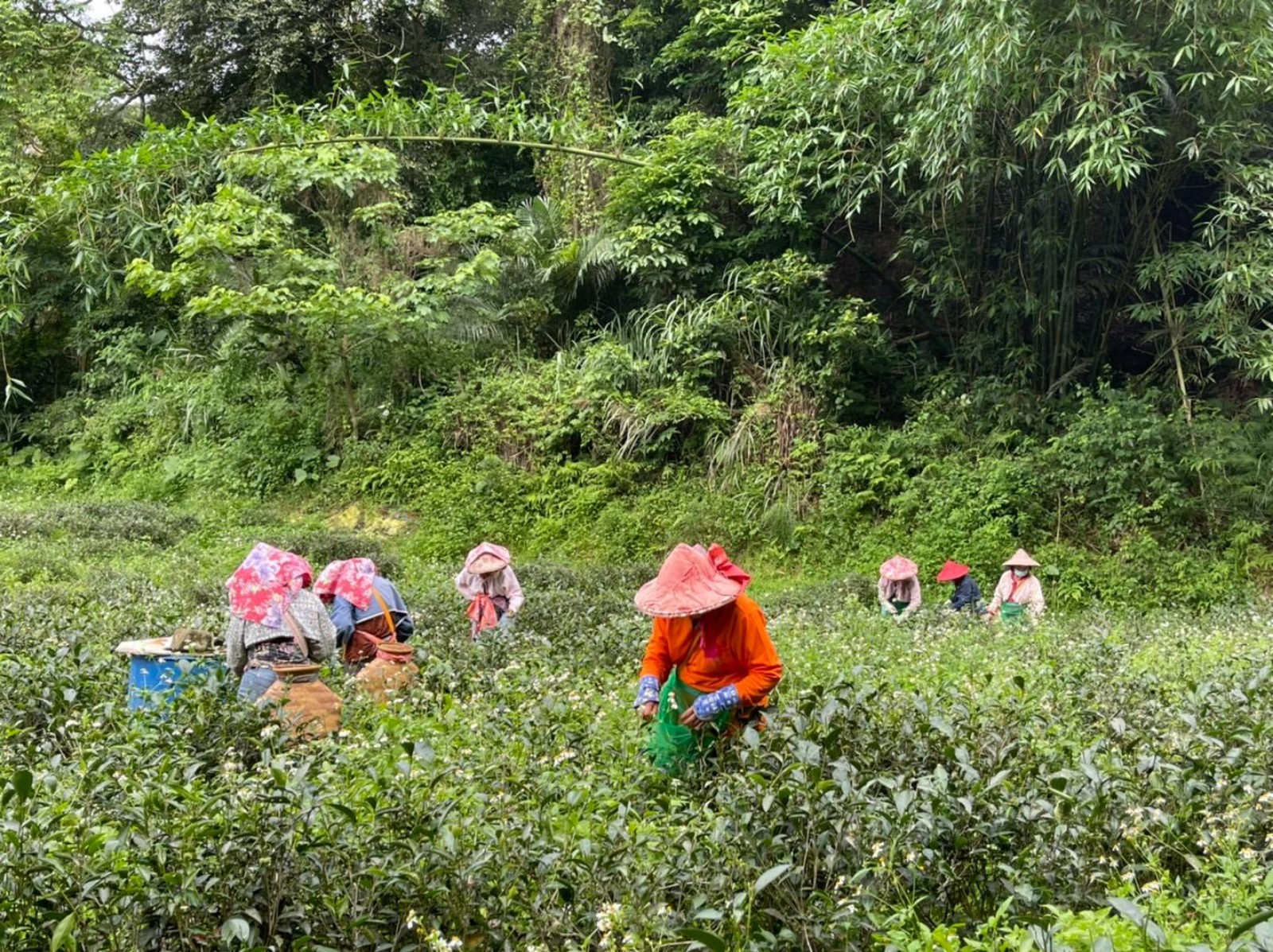 ❷⓿茶米二十二